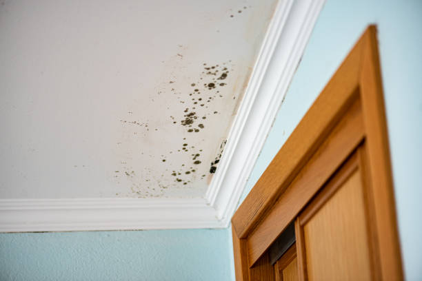 Best Emergency Mold Remediation in Jeffersontown, KY