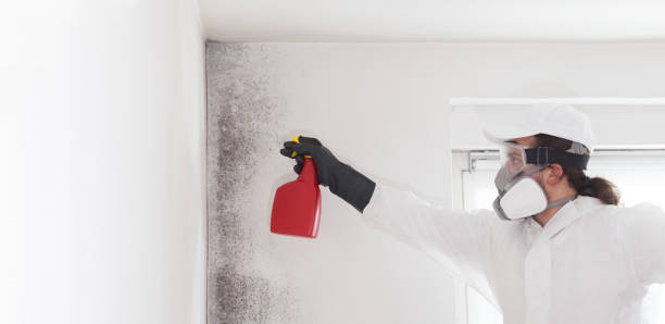 Best Industrial Mold Remediation in Jeffersontown, KY