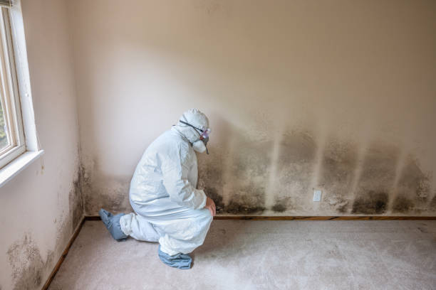 Best Industrial Mold Remediation in Jeffersontown, KY