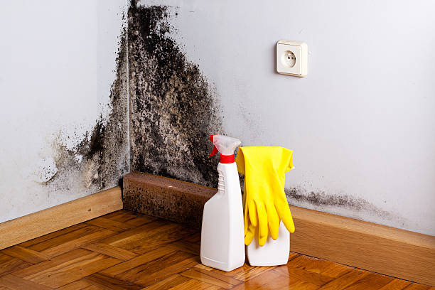 Best Black Mold Remediation in Jeffersontown, KY